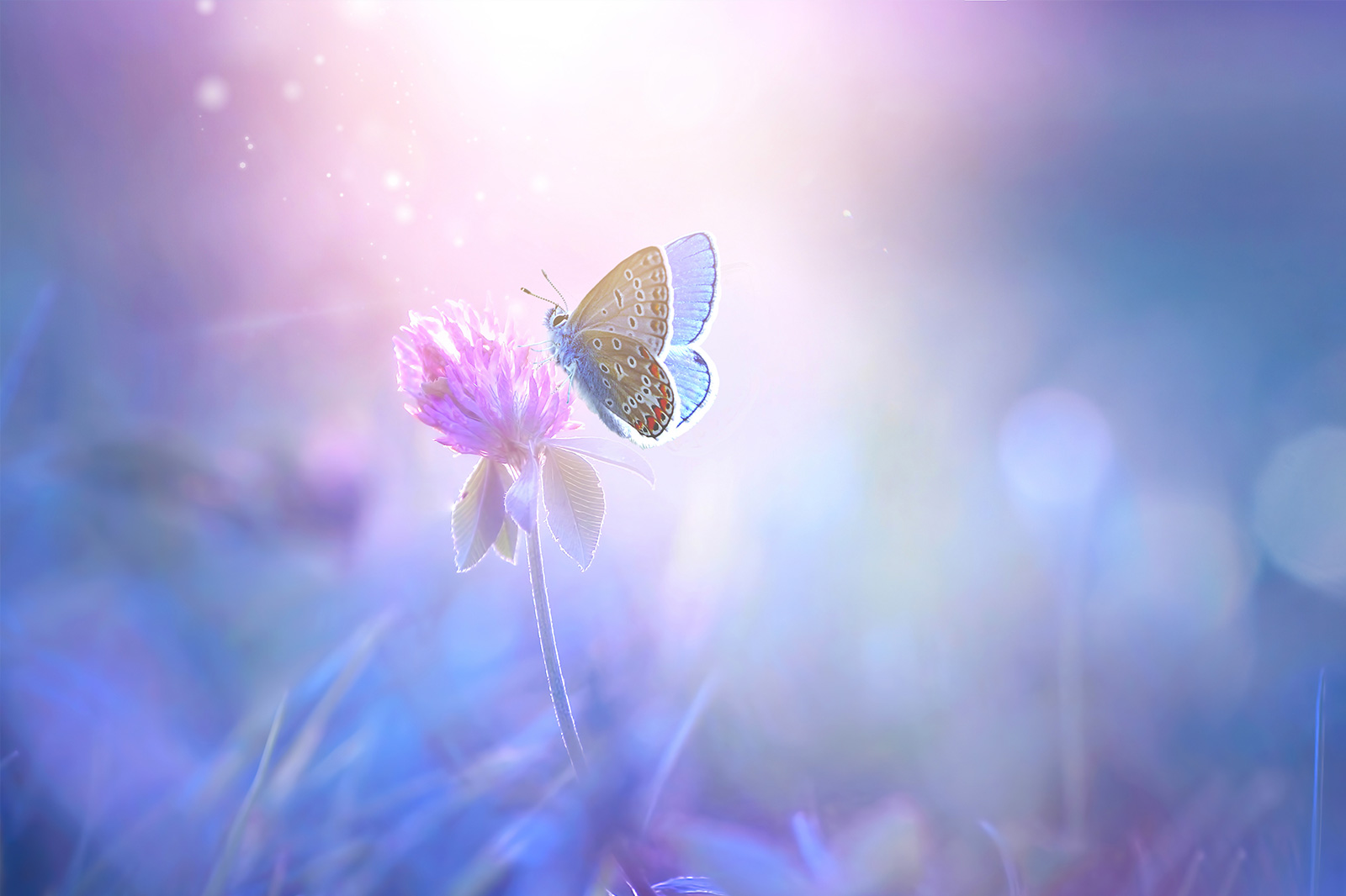 TransSein Wie man sich von dem